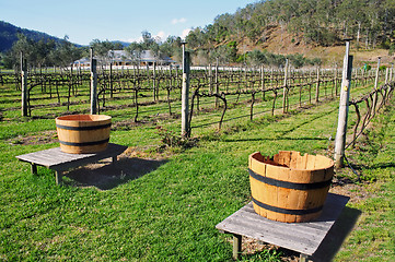 Image showing Vineyard