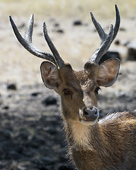 Image showing Javan rusa portrait