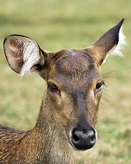 Image showing Javan rusa portrait