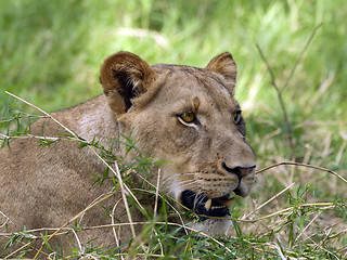 Image showing Lioness