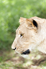 Image showing Lioness head