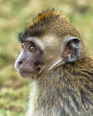 Image showing baby monkey