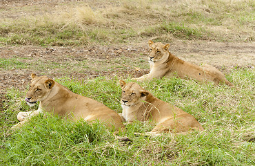 Image showing African roadside 