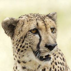 Image showing Cheetah