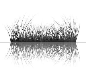 Image showing grass on water