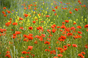 Image showing Poppies 01