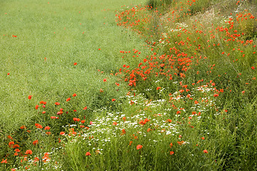 Image showing Poppies