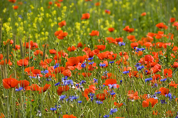 Image showing Poppies 02