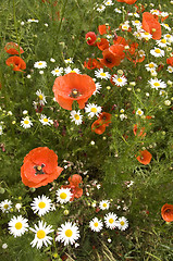 Image showing Poppies