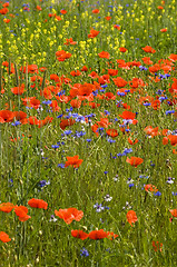 Image showing Poppies 03