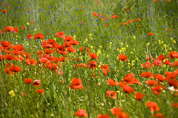 Image showing Poppies 04