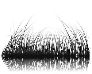 Image showing grass on water