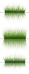 Image showing grass on water