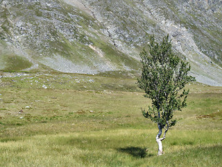 Image showing Lonely tree - endurance and power