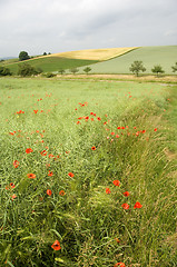 Image showing Poppies 08