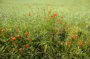 Image showing Poppies 11