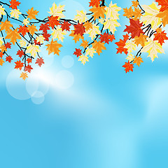 Image showing Autumn maples