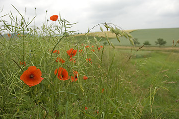 Image showing Poppies 12