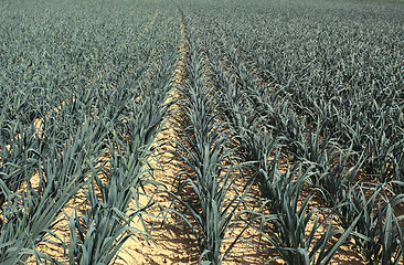 Image showing cultivation of leeks in the sand in a field in Normandy