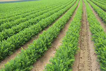 Image showing cultivation of carrots in the sand in a field in Normandy