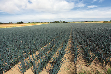 Image showing cultivation of leeks in the sand in a field in Normandy