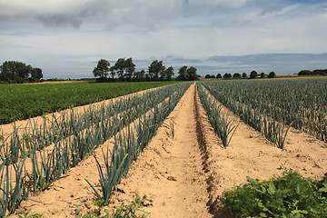 Image showing cultivation of leeks in the sand in a field in Normandy