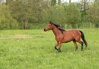 Image showing horse galloping in a meadow in spring