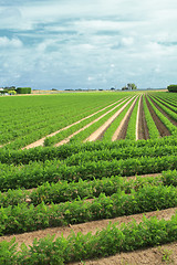 Image showing cultivation of carrots in the sand in a field in Normandy