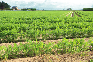 Image showing cultivation of carrots in the sand in a field in Normandy