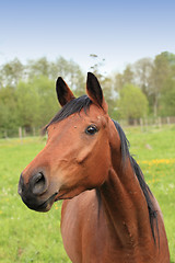 Image showing head and neck of a horse brown