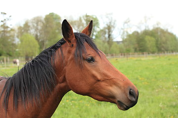 Image showing head and neck of a horse brown