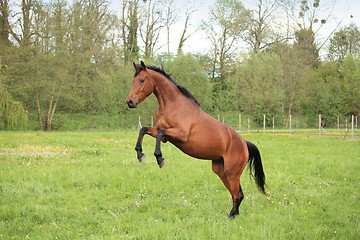 Image showing brown horse prancing in a meadow in spring
