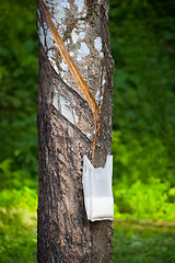 Image showing Tapping Hevea tree for latex production