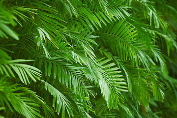 Image showing Palm foliage background 