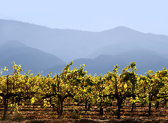 Image showing California winery