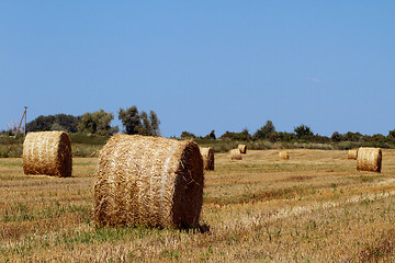 Image showing Hay bales