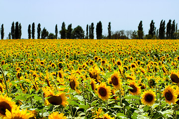 Image showing Sunflowers field