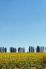 Image showing Sunflowers field