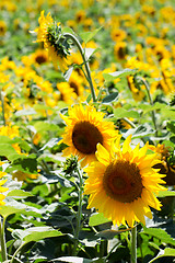 Image showing Sunflowers field