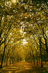 Image showing YELLOW TREES