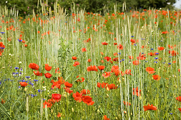 Image showing Poppies