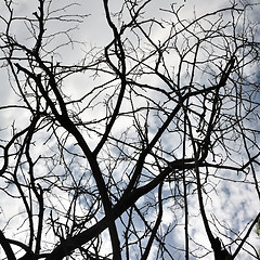 Image showing tangled branches