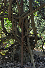 Image showing tangled tree branches