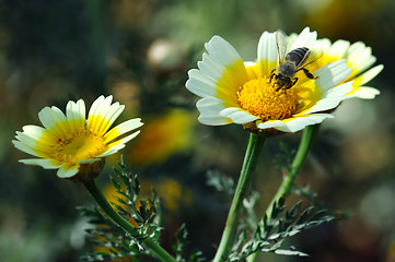 Image showing honey bee