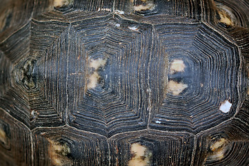 Image showing turtle shell texture