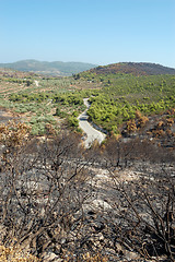 Image showing burned trees