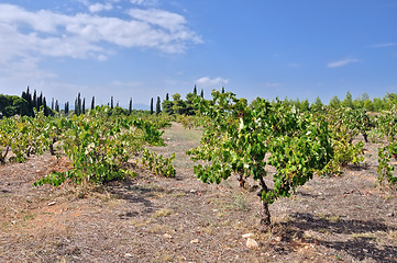 Image showing vineyard plantation