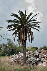 Image showing urban tropics