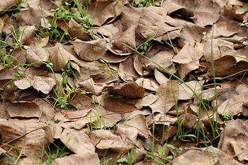 Image showing brown leaves