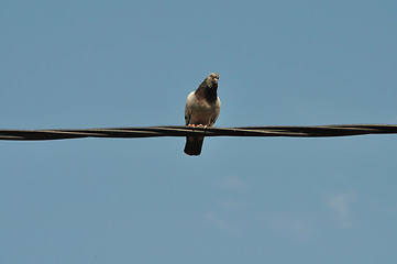 Image showing pigeon